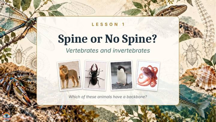 Lesson slide titled Spine or No Spine?